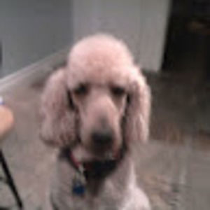 Meet your Posher, Harvey